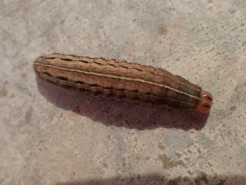 Xestia (sexstrigata-xanthographa)